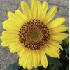 Bild Anne S.